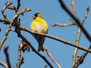 Fototapeta premium Yellow white bird on a branch. On blue sky.