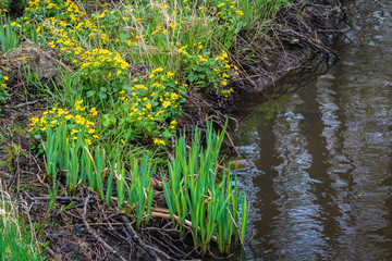 spring day in nature, small river with many plant roots along the coast and blooming yellow flowers