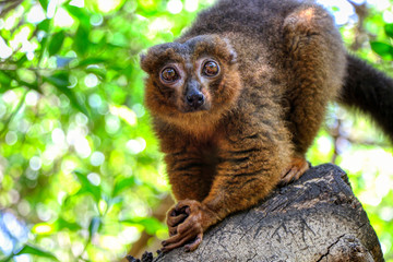Mongoose lemur on a branch © Massimo Todaro