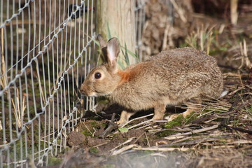 squirrel in park