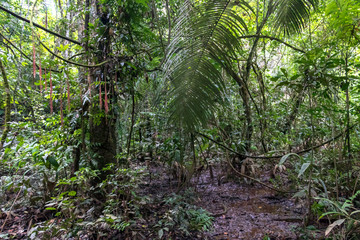 Obraz premium Green rainforest landscape, responsible and sustainable eco tourism in the jungle, Bolivia