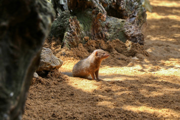 Banded Mongoose (Mungos mungo) in the savanna