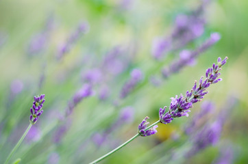 Beautiful lavender flower in lavander field. Selective and soft focus on lavender flower, 