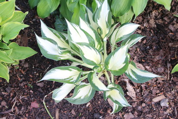 white and green leaves in garden