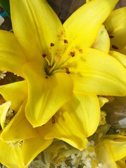 closeup of yellow lily flower