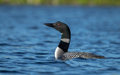 Common Loon in Maine 