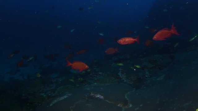 Common Bigeye, Heteropriacanthus cruentatus in tropical coral reef 