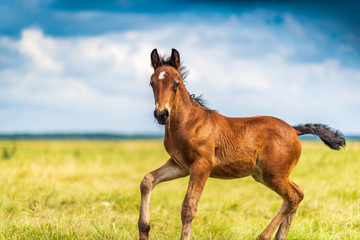 Young foal frolics on the field.