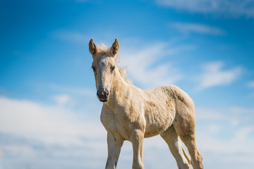 Young foal frolics on the field.