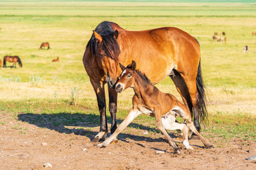 Obraz premium Young foal frolics on the field.