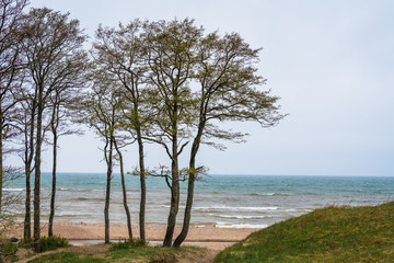 cloudy day at the Baltic Sea, sandy road to the sea in the dunes, separate trees on the sea background