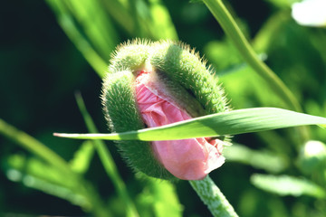 Poppy flower on a flower bed close up background.