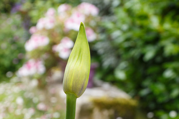 Agapanthus bud in a garden during summer