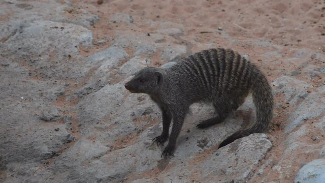 An Egyptian mongoose (Herpestes ichneumon), also known as ichneumon, looks around for his mates in the desert of North Africa.