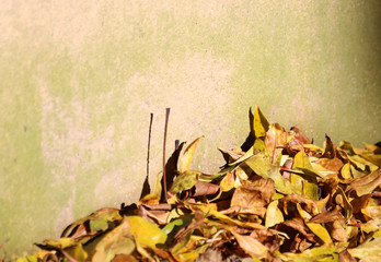 Gelbe Blätter an Mauer