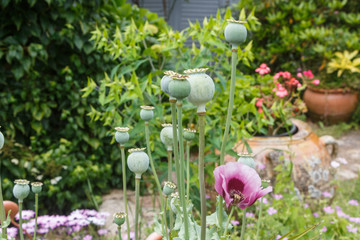 Opium poppy capsules and purple flower in a garden during summer