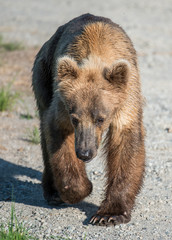 Grizzly at Katmai