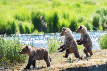 Grizzly at Katmai