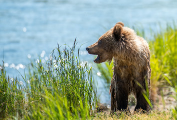 Grizzly at Katmai