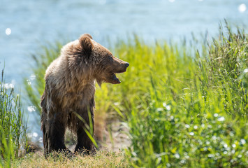 Fototapeta premium Grizzly at Katmai
