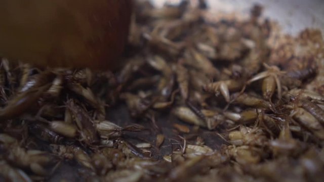 House crickets getting fry on a pan. Traditional food in some place of Thailand.