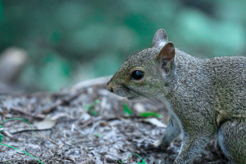 Portrait of a Grey Squirrel 
