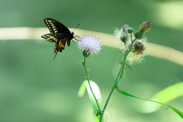 Butterfly on a Flower 
