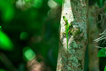 Green Anole Lizard on a Tree