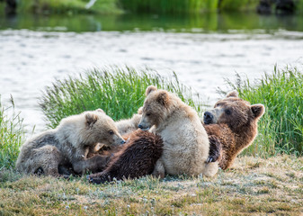 Grizzly at Katmai