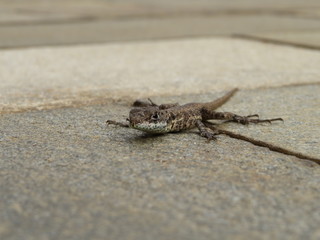 a baby lizard in my home