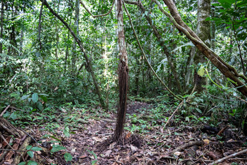 Green rainforest landscape, responsible and sustainable eco tourism in the jungle, Bolivia