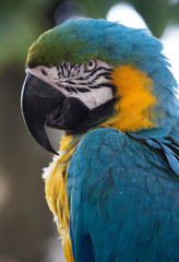 Blue and Gold Macaw 