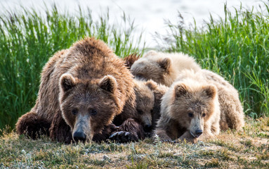 Grizzly at Katmai