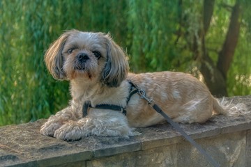 Naklejka na ściany i meble sitting on a stone wall terrier dog on a green leaf background