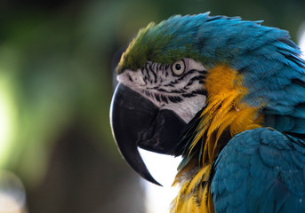 Blue and Gold Macaw 