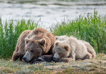 Fototapeta premium Grizzly at Katmai