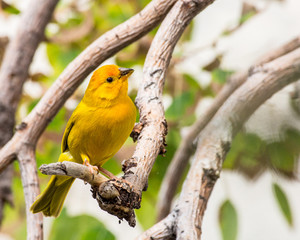 Yellow Canary