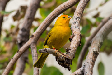 Yellow Canary