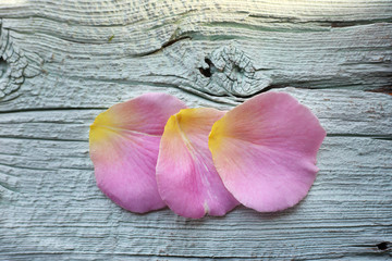 Three pink and yellow rose petals on rustic wooden background