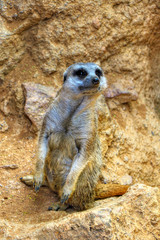 Suricata suricatta, meerkat look out for predators