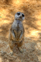 Suricata suricatta, meerkat look out for predators