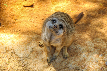 Fototapeta premium Close up of a meerkat