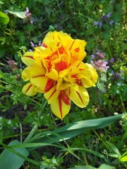Fototapeta premium flowers in the garden