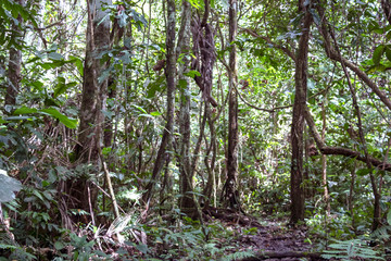 Green rainforest landscape, responsible and sustainable eco tourism in the jungle, Bolivia