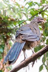 bird