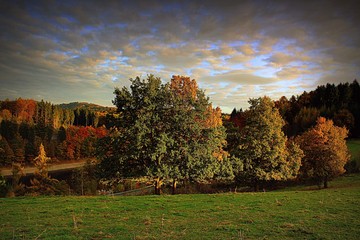 Herbstwald