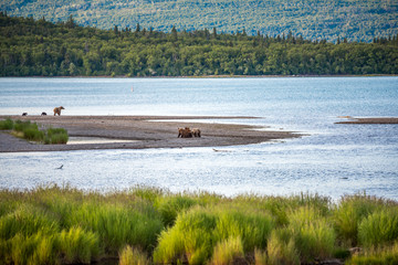 Grizzly at Katmai