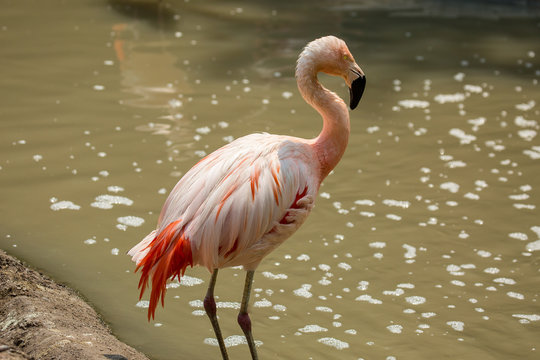 รูปภาพFlaminglet – เลือกดูภาพถ่ายสต็อก เวกเตอร์ และวิดีโอ6 | Adobe Stock