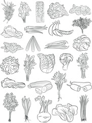 vector illustration of green vegetables in line art mode - 276954103