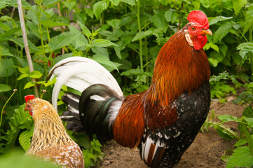 rooster on farm